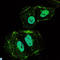 TNF Receptor Superfamily Member 11b antibody, LS-C812724, Lifespan Biosciences, Immunofluorescence image 