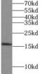 Lysozyme-like protein 4 antibody, FNab04913, FineTest, Western Blot image 