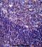 CD5 Molecule antibody, abx027446, Abbexa, Immunohistochemistry paraffin image 