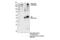 Acetyl-CoA Carboxylase Alpha antibody, 3676S, Cell Signaling Technology, Immunoprecipitation image 