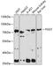 FGGY Carbohydrate Kinase Domain Containing antibody, 15-783, ProSci, Western Blot image 