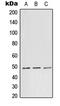 TEA Domain Transcription Factor 1 antibody, MBS821966, MyBioSource, Western Blot image 