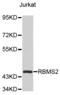 RNA Binding Motif Single Stranded Interacting Protein 2 antibody, abx002995, Abbexa, Western Blot image 