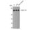 Heat Shock Protein Family A (Hsp70) Member 8 antibody, STJ93596, St John