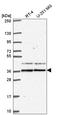 Sprouty RTK Signaling Antagonist 1 antibody, HPA070554, Atlas Antibodies, Western Blot image 
