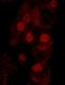 WRN Helicase Interacting Protein 1 antibody, IHC-00282, Bethyl Labs, Immunohistochemistry frozen image 