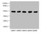 Glutaryl-CoA Dehydrogenase antibody, CSB-PA849798LA01HU, Cusabio, Western Blot image 