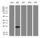 Myosin Light Chain 1 antibody, MA5-27343, Invitrogen Antibodies, Western Blot image 