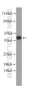 Splicing factor U2AF 35 kDa subunit antibody, 60289-1-Ig, Proteintech Group, Western Blot image 