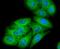 Nuclear Receptor Subfamily 4 Group A Member 1 antibody, A00626-1, Boster Biological Technology, Immunocytochemistry image 