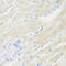 Bone Morphogenetic Protein 2 antibody, 16-158, ProSci, Immunohistochemistry frozen image 