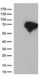 Docking Protein 3 antibody, LS-C798951, Lifespan Biosciences, Western Blot image 