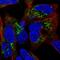 Glycine amidinotransferase, mitochondrial antibody, HPA026077, Atlas Antibodies, Immunofluorescence image 