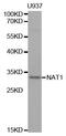 N-Acetyltransferase 1 antibody, MBS127649, MyBioSource, Western Blot image 
