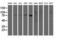 SUMO Specific Peptidase 2 antibody, M02329, Boster Biological Technology, Western Blot image 