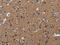 NADH:Ubiquinone Oxidoreductase Subunit S4 antibody, CSB-PA936910, Cusabio, Immunohistochemistry paraffin image 