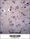 Heparanase 2 (Inactive) antibody, 56-786, ProSci, Immunohistochemistry frozen image 