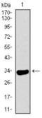 ATP Binding Cassette Subfamily G Member 5 antibody, abx015758, Abbexa, Western Blot image 