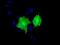 Adenylate Kinase 5 antibody, GTX84922, GeneTex, Immunofluorescence image 