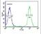 WD Repeat Domain 11 antibody, PA5-25619, Invitrogen Antibodies, Flow Cytometry image 