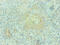 S100 Calcium Binding Protein A9 antibody, CSB-MA0206421A0m, Cusabio, Immunocytochemistry image 