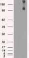 Lysine Demethylase 4C antibody, NBP1-47815, Novus Biologicals, Western Blot image 