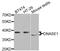 Deoxyribonuclease 1 antibody, A02728, Boster Biological Technology, Western Blot image 