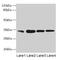 RAD23 Homolog A, Nucleotide Excision Repair Protein antibody, CSB-PA03774A0Rb, Cusabio, Western Blot image 