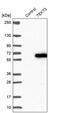 Tektin 3 antibody, PA5-60687, Invitrogen Antibodies, Western Blot image 