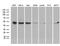 BCL2 Associated Athanogene 5 antibody, M07402, Boster Biological Technology, Western Blot image 