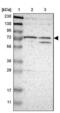 Eukaryotic Translation Initiation Factor 2 Alpha Kinase 4 antibody, NBP2-38126, Novus Biologicals, Western Blot image 