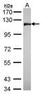 CCR4-NOT Transcription Complex Subunit 3 antibody, GTX115005, GeneTex, Western Blot image 