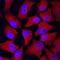 Folate Receptor Alpha antibody, AF6936, R&D Systems, Immunocytochemistry image 