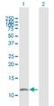 RRN3 Homolog, RNA Polymerase I Transcription Factor antibody, H00054700-B01P, Novus Biologicals, Western Blot image 