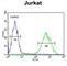 Prune Exopolyphosphatase 1 antibody, abx034496, Abbexa, Western Blot image 