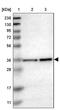 Mitochondrial Ribosomal Protein L39 antibody, PA5-53785, Invitrogen Antibodies, Western Blot image 