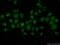 RNA Polymerase II Subunit H antibody, 15086-1-AP, Proteintech Group, Immunofluorescence image 