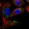 mCAC antibody, HPA029863, Atlas Antibodies, Immunofluorescence image 