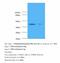 LPS regulatory protein YciM antibody, LS-C369002, Lifespan Biosciences, Western Blot image 