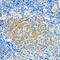 Sirtuin 2 antibody, LS-C335087, Lifespan Biosciences, Immunohistochemistry paraffin image 