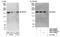 Misshapen Like Kinase 1 antibody, NBP1-22988, Novus Biologicals, Western Blot image 