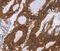 Glycoprotein A33 antibody, MBS2518850, MyBioSource, Immunohistochemistry paraffin image 
