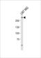 ATP Binding Cassette Subfamily A Member 2 antibody, PA5-49409, Invitrogen Antibodies, Western Blot image 