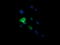 Chaperonin Containing TCP1 Subunit 8 Like 2 antibody, LS-C337861, Lifespan Biosciences, Immunofluorescence image 