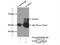 Glutamate Decarboxylase Like 1 antibody, 18240-1-AP, Proteintech Group, Immunoprecipitation image 