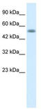 Nucleobindin 1 antibody, TA330179, Origene, Western Blot image 