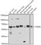 Transforming Growth Factor Beta 3 antibody, 23-598, ProSci, Western Blot image 