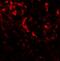 Beclin 2 antibody, A12290, Boster Biological Technology, Immunofluorescence image 