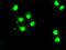 BUB1 Mitotic Checkpoint Serine/Threonine Kinase B antibody, GTX84768, GeneTex, Immunocytochemistry image 