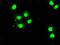 Mad3l antibody, GTX84768, GeneTex, Immunocytochemistry image 